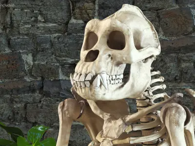 Gorilla Skeleton Bone Structure 3D model