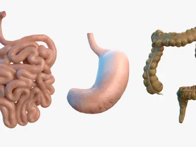  Human Organs Collection 2 