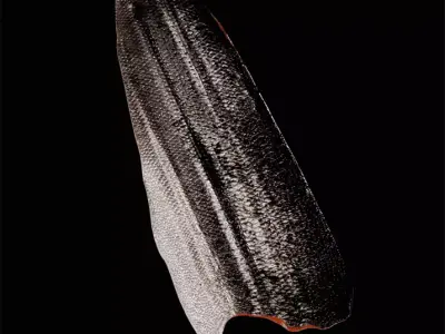 Fish 2 3D model