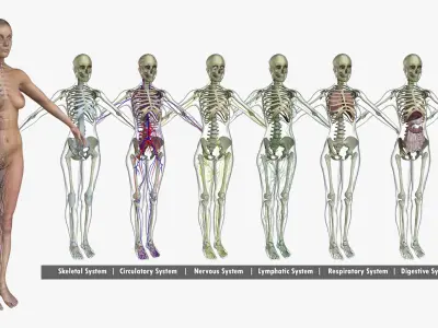 Motion Capture Anatomy Combo 3D model