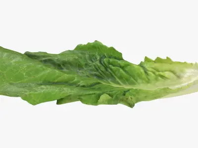  Romaine Lettuce Collection 