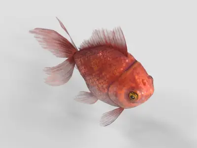 Low Poly Goldfish Low-poly 3D model