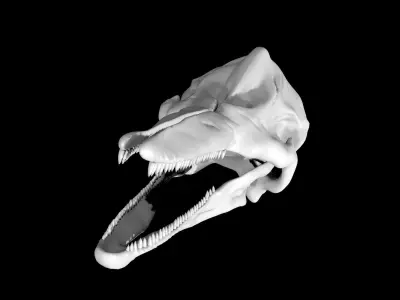 Dolphin skull Low-poly 3D model