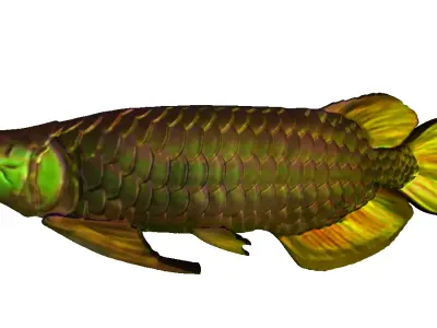 Red Fish Free 3D print model