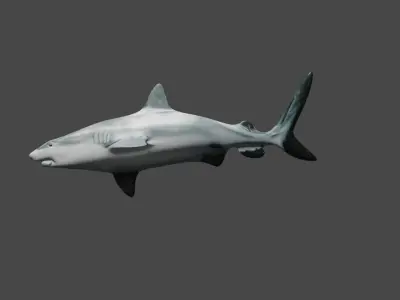 SHARK Low-poly 3D model 3