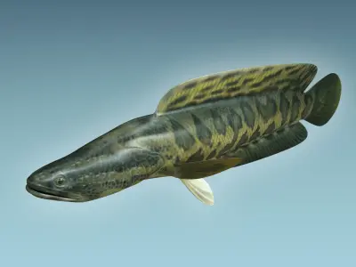 Snake Head 3D model buy