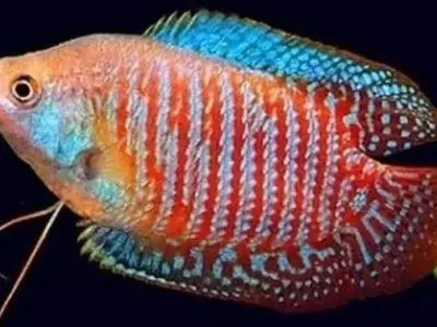 Gourami Fish 3D model