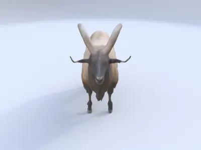 Takin 3D model