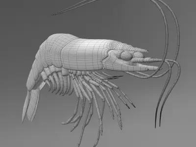 Shrimp 3D model get