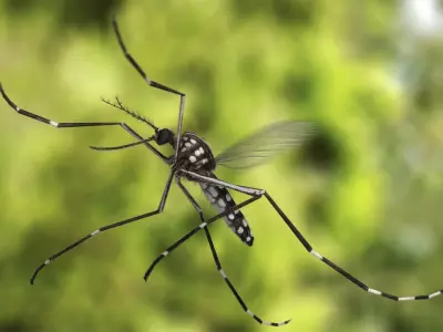 Mosquito Yellow Fever (Animated) 3D model