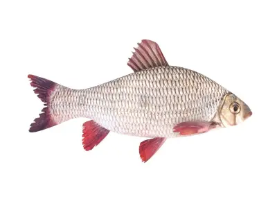 Fish Collection 3D model 4