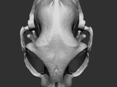 Animal Bones Collection IMM Stl Obj Brush Pack 21 in One Vol 1 3D model