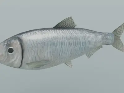 tulka fish Low-poly 3D model