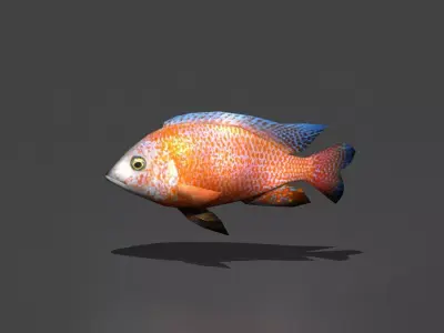 Dragonblood Peacock Low-poly 3D model