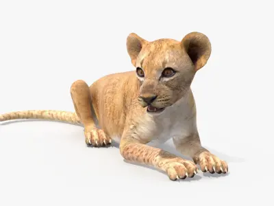 Lion Cub Lying Down 3D model
