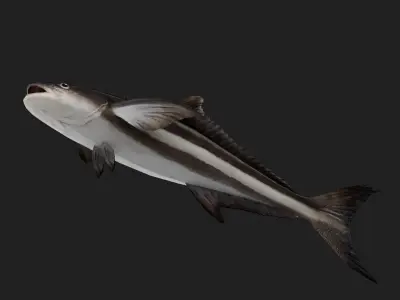 Bass fish Low-poly 3D model 11
