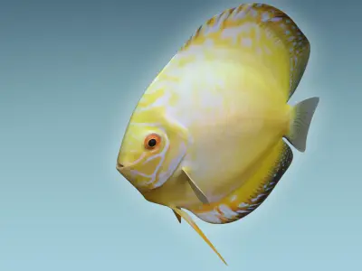 Discus Fish 3D model buy