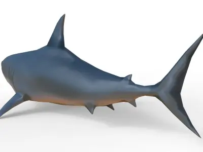 Shark Low-poly 3D model 37