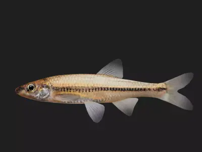Carp fish Low-poly 3D model 4