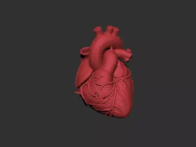 heart human anatomy organ 3D print model