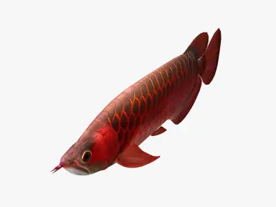 3D Arowana fish Low-poly 3D model
