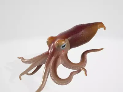 Realistic Squid 3D model