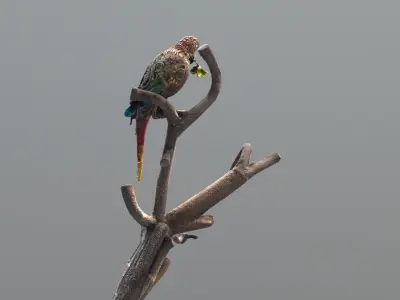 A BLOOM IN THE BEAK -A PROMISE ON THE BRANCH Low-poly 3D model