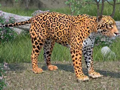 Jaguar 3D model purchase