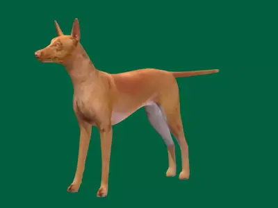 Pharaoh Hound Dog Free 3D model