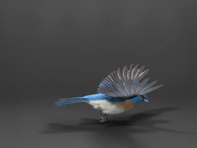 Lazuli Bunting Bird Animated VFX Grace 3D model