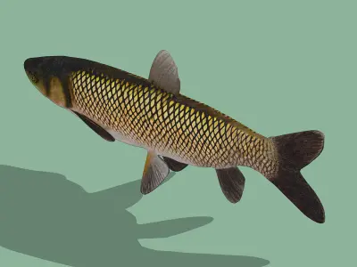 Grass Carp Low-poly 3D model purchase
