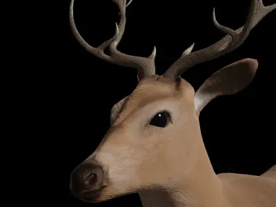 Deer 3D model with antlers Low-poly 3D model