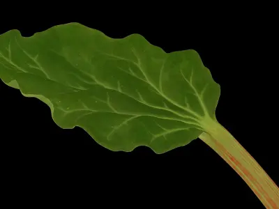 Rhubarb 3D model