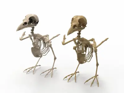 Raven skeleton 3D model