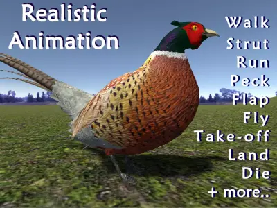 Pheasant 3D model buy