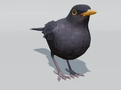 Common Blackbird Rigged 3D model