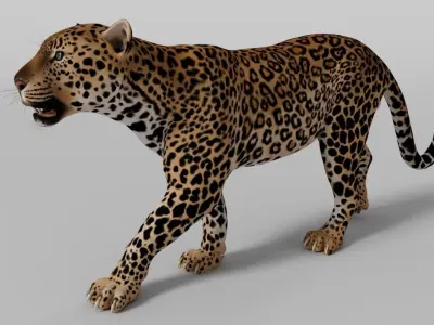 Leopard Walk Cycle - Animation 3D model