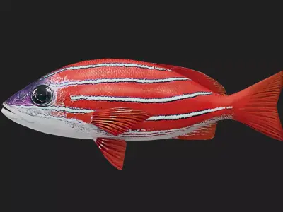 Snapper Low-poly 3D model 10