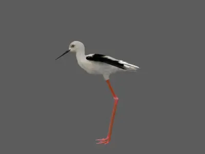 Realistic Stilt bird with feather 3D model