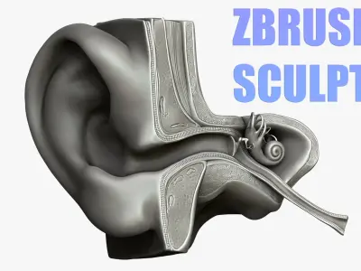  Ear Structure Anatomy Section 