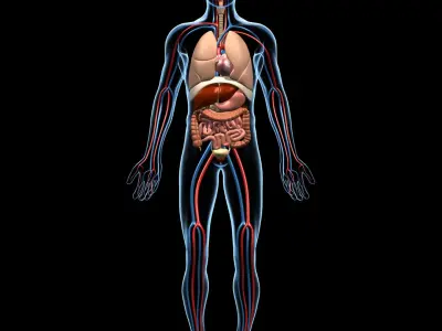 Anatomy and Brain 3D model