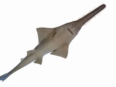 Sawfish Anmated 3D model