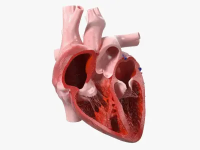 Human Heart Cross Section Anatomy Red 3D model