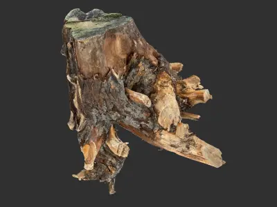 Tree Root 3D Scan 3D model from CGTrader