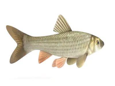 Fish Chub 3D model buy