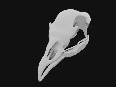 Peacock skull 3D model