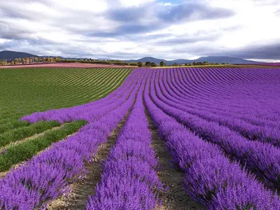  Lavender Field (+GrowFX) 