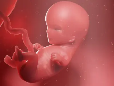 Fetus Week 11 Animated 3D model