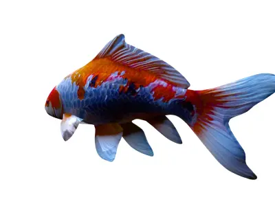 Realistic Koi Carp 3D Model - Colorful Fish Low-poly 3D model