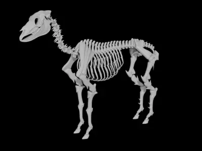Horse Skeleton Low-poly 3D model